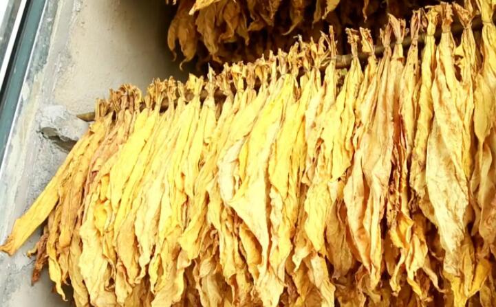 木屑顆粒燃料烘烤煙葉可以嗎？